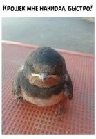 Так вот с кого игрушку энгри бёрдз писали...