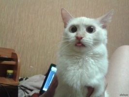 17 фото, когда у котов сбились системные настройки