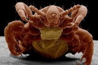 17 фантастических макрофото, доказывающих, что рядом с нами живут монстры