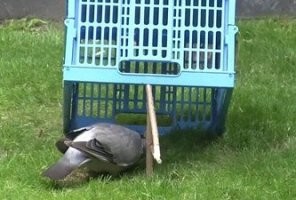 В каждой местности - свои зверушки, но принцип - один.   )