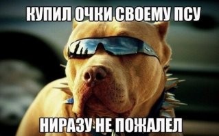 Пса зовут Нираз?