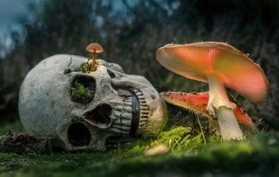Как говорится: "Если Вы в камуфляже ушли в лес за грибами и не вернулись. Можно считать, что победили грибы... Естественный отбор в действии!" (с)