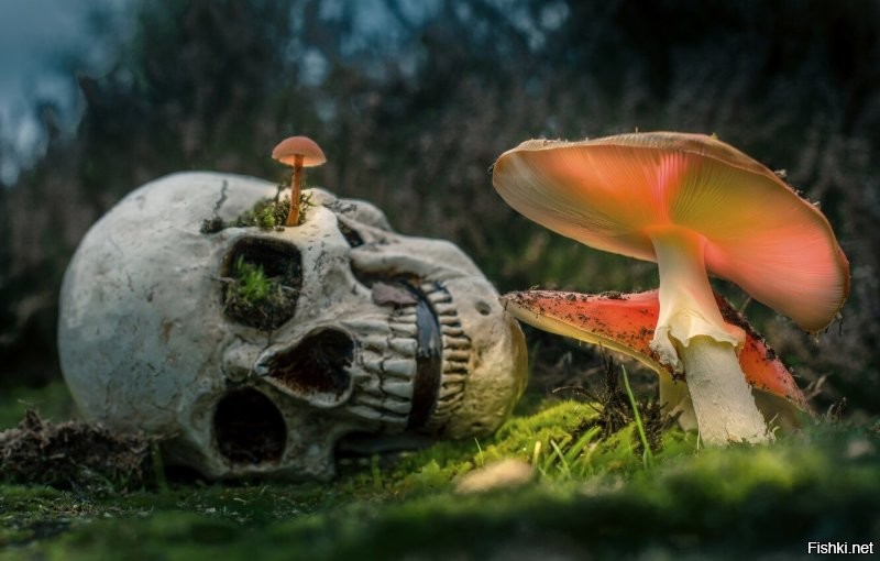 Как говорится: "Если Вы в камуфляже ушли в лес за грибами и не вернулись. Можно считать, что победили грибы... Естественный отбор в действии!" (с)