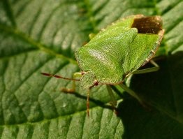 Спасибо. Именно так. Примеры макросъемки (Sony a65 + Minolta 50/2.8 Macro, © мой), кликабельно: