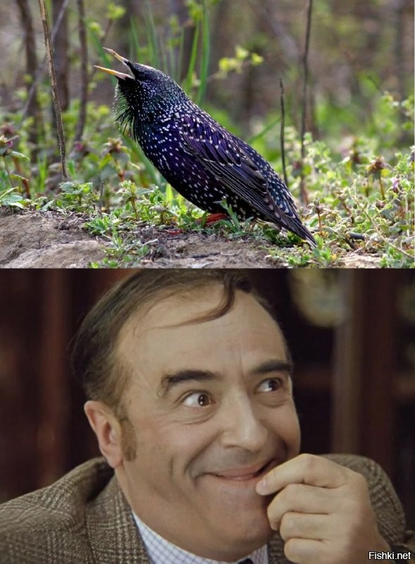 Шпаки... Они разные.