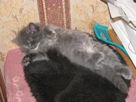 Без кота и жизнь не та