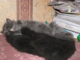 Без кота и жизнь не та