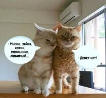 Без кота и жизнь не та