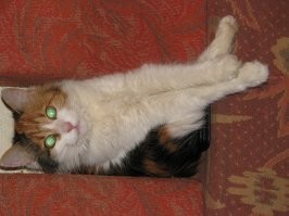 Без кота и жизнь не та