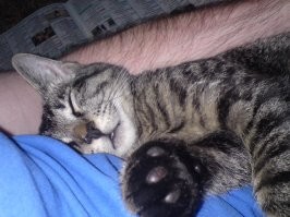 Без кота и жизнь не та