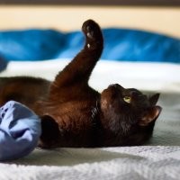 Без кота и жизнь не та