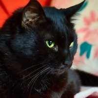 Без кота и жизнь не та