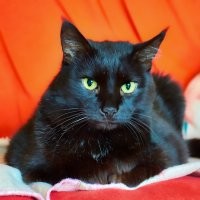 Без кота и жизнь не та
