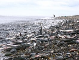 Рыбка уёк. Все её помнят под фамилией мойва.