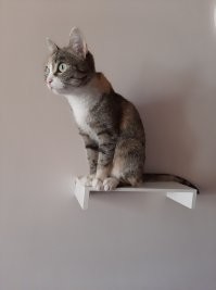 котэ наше всё!