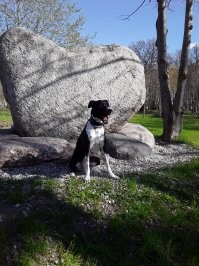 Моя Нора на сегодняшней прогулке. Поймала момент когда она стала зевать.))) забавно получилось.