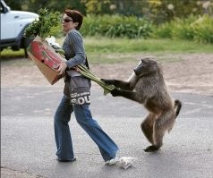 В США негритянка отобрала еду у другой американки прямо на улице