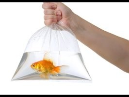 Блогер своими руками смастерил аквариум на колёсах