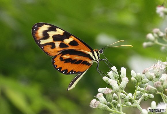 Бабочка Polymnia Mechanitis выглядит так, а бабочки как на картинке в природе не существует.