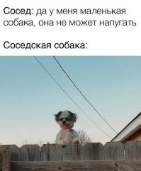 14 фотографий животных, чьи редкие особенности сделали их не такими, как все