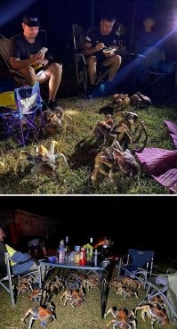 Интересно а есть их можно ? приготовить с сельдереем , морковкой , петрушкой , с белым вином :) что то у меня уже фантазия разыгралась :) Понимаю что не раки но все же :)