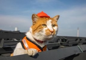 Это же кот Мостик.