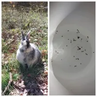 Первое что пришло в голову - кролика он в унитаз спустил, а клещи всплыли...