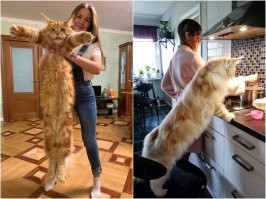 довольно маленький мэйн-кун и на пантеру совсем не похож

вот гигантский мэйн-кун