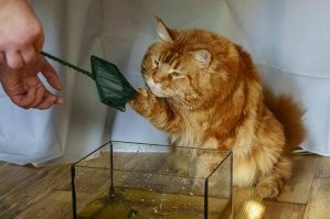 Классный котейка. У меня тоже такой только рыжий.