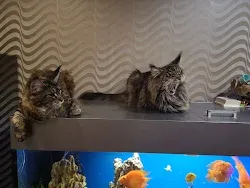 мои девочки) мама с дочкой. котопёсы.