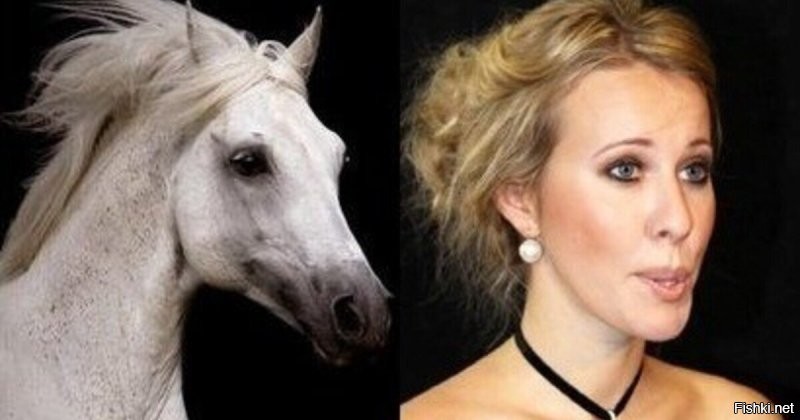 Лошадь Оксана, до и после пластической операции....