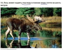 лось туп, и первые 5 метров роды просто не видит))