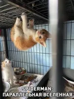 Тогда уж SPIDERCAT