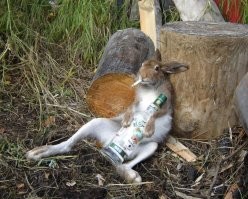 - Миша... заходи.