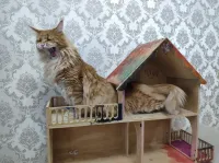 Матильда,Дитя моё....