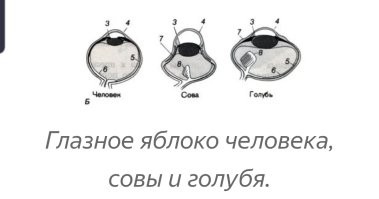 Вот это новость! Ох"енно! У совы нет глазных яблок! У человека написавшего это, вероятно, нет мозгов.