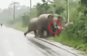 Я не понял, что последний слон хотел сказать этим жестом?