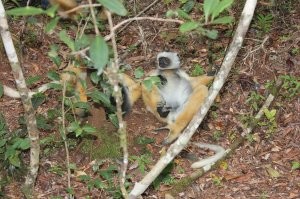 Забавные животины, орут как паровозный гудок, но чтобы найти их в диких джунглях нам потребовалось почти 5 часов лазить по буеракам, хотели уже гида прикопать...