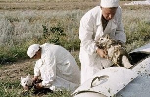 Белка и Стрелка, первые собаки, вернувшиеся из космоса.