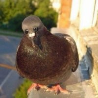 Что за птица такая: поразительные голуби, которые выглядят как мультяшки