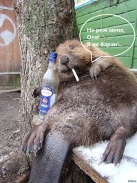 Калейдоскоп позитива. Выпуск 125