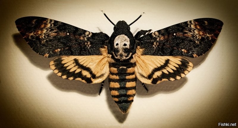 Куколка бабочки "мёртвая голова".