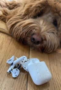 Производители наушников в рекламе: "наши сиджиподс выдерживают столько то киллограм, ультра прочный кейс бла бла бла..."

Просто обычный пёсель которому стало скучно: "вызов принят ребята"