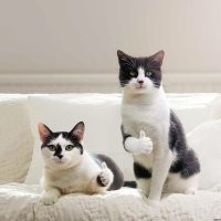 Котолайк!