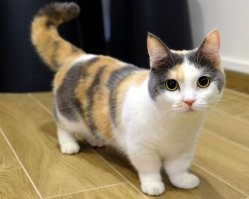 Надеюсь за заниженных котиков пока не штрафуют?