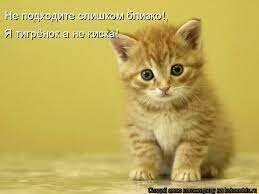 Котёнок не захотел делиться кормом с хозяином