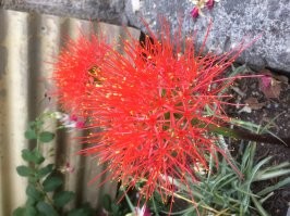 Подскажите, что это. Снято в горном районе фиопии.