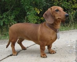 Если таксики селекционированы из соображений норной охоты на лис, то в отношении котиков - чтоб не прыгали куда не нужно, что по сути изуверство!!!