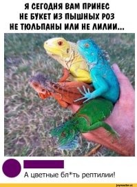 10 самых красивых ящериц в мире