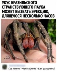 Разозлить проще простого - дать пауку уем по лбу.